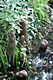 Taxodium distichum (L.) L.C.M. Rich. - Virginiai mocsárciprus