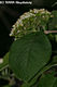Viburnum lantana L. - Ostorménfa