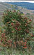 Viburnum opulus L. - Kányabangita