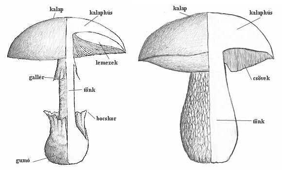 táplálkozási gombák)