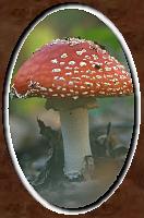 Amanita muscaria - L�gy�l� gal�ca