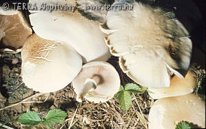 Agrocybe cylindracea (DC.:Fr.)Maire