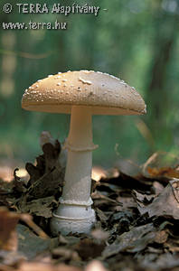 Amanita pantherina (DC.:Fr.) Krombh.