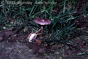 Calocybe ionides (Bull.:Fr.)Donk