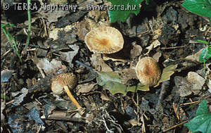 Collybia hybrida (Kuehn.& Romagn.)Svrc.& Kubic.