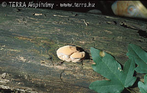 Hapalopilus rutilans (Pers.:Fr.)Karst.
