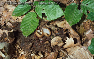 Humaria hemisphaerica (Wigg.ex Gray)Fkl.