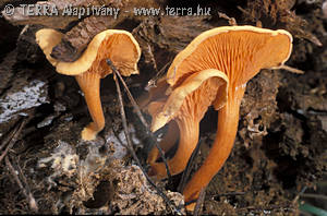 Hygrophoropsis aurantiaca (Wulf.:Fr.)Mre.