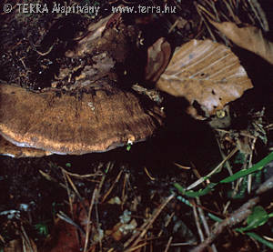 Ischnoderma resinosum (Fr.)P.Karst.