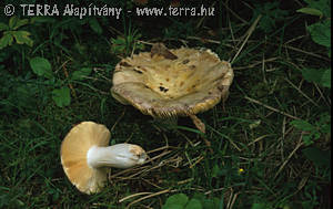 Russula alutacea (Pers.:Fr.)Fr.