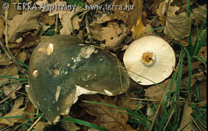 Russula cyanoxantha (Schaeff.)Fr. f. peltereaui Sing.
