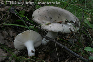 Russula grisea (Pers.)Fr. ss.str.
