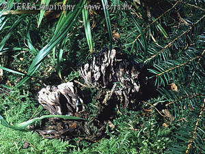 Thelephora palmata Scop.:Fr.