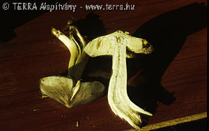 Tricholoma portentosum (Fr.)Quél.