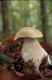 Fot�
