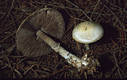 Agaricus silvicola (Vitt.)Sacc.