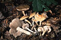 Agrocybe praecox (Pers.:Fr.)Fay.