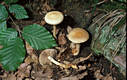 Agrocybe praecox (Pers.:Fr.)Fay.