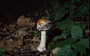 Amanita pantherina (DC.:Fr.) Krombh.