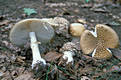 Amanita pantherina (DC.:Fr.) Krombh.