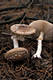 Amanita pantherina (DC.:Fr.) Krombh.