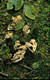 Clavulina cristata (Fr.)Schroeter