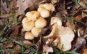 Collybia marasmioides (Britz.)Brsky.& Stangl
