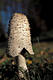 Coprinus comatus (Muell.:Fr.)Pers.