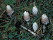 Coprinus comatus (Muell.:Fr.)Pers.