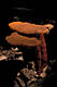 Ganoderma lucidum (Curt.:Fr.)Karst.