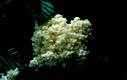 Hericium coralloides (Scop.:Fr.)Gray