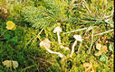 Inocybe geophylla (Sow.:Fr.)Kummer