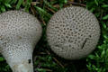 Lycoperdon molle Pers.:Pers.
