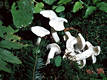 Lyophyllum connatum (Schum.:Fr.)Singer