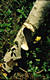 Piptoporus betulinus (Bull.:Fr.)Karst.