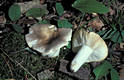 Russula anatina Romagn.