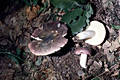 Russula cyanoxantha (Schaeff.)Fr.