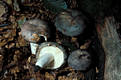 Russula cyanoxantha (Schaeff.)Fr.