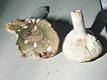 Russula cyanoxantha (Schaeff.)Fr. f. peltereaui Sing.