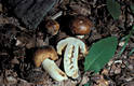 Russula foetens (Pers.:Fr.)Fr.