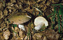 Russula olivacea (Schaeff.)Pers.