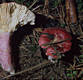 Russula sanguinaria (Schum.)S.Rauschert