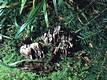 Thelephora palmata Scop.:Fr.