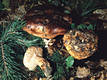 Tricholoma colossum (Fr.)Quél.