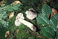 Tricholoma sciodes (Pers.)Mart.
