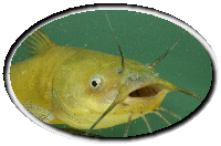 t�rpeharcsa