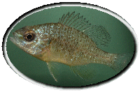 Naphal