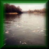 Cyanid contamination on the Tisza