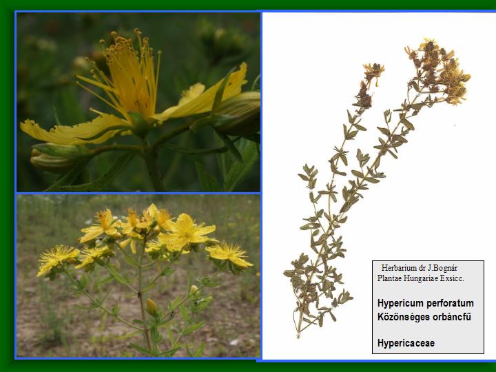 TERRA Alapítvány - Hypericum perforatum L. - Közönséges orbáncfű