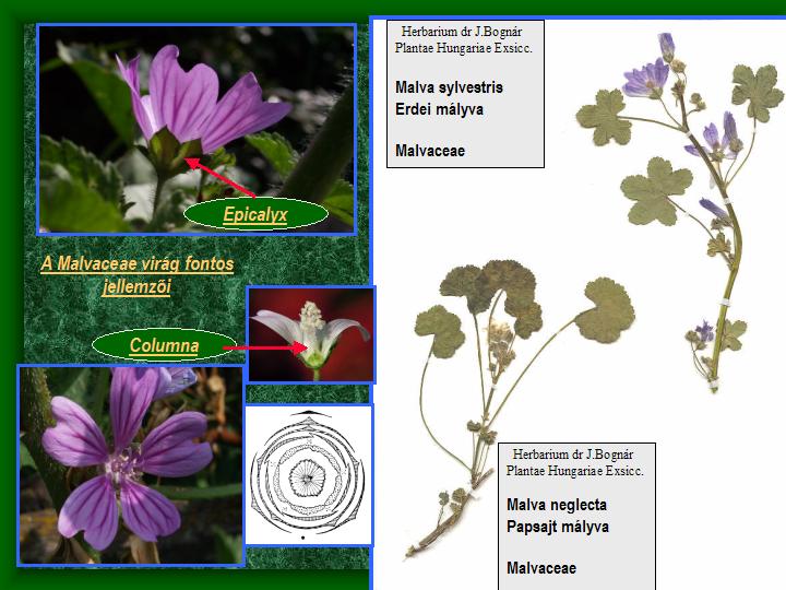 Tisana Malva Sylvestris - TerraeMonaci